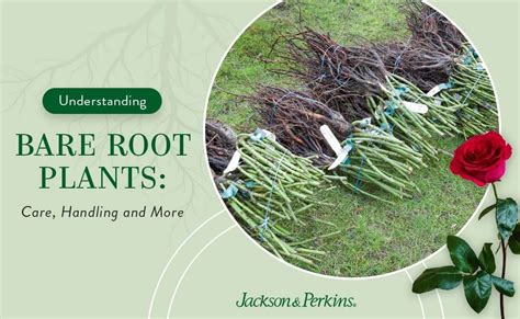 The Healing Properties of Black Magic Bate Root Plants